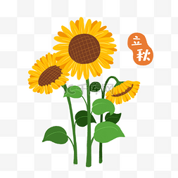 卡通花向日葵图片_节气立秋向日葵