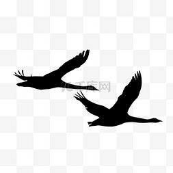 黑色的翅膀图片图片_黑色的大雁