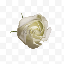 一朵白色的玫瑰花
