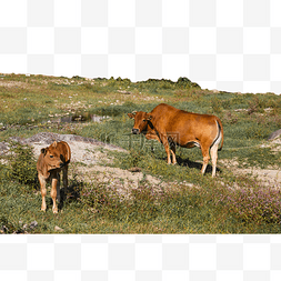 黄牛的图片图片_村庄路边的牛