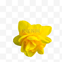 黄色艳丽的鲜花