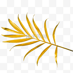 金色植物叶子图片_金色叶子枝条