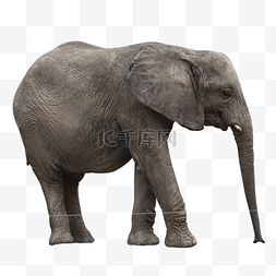 仰头大象图片_非洲大象