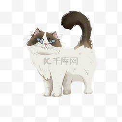 猫咪布偶可爱纯种猫