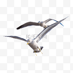 飞翔海鸥图片_海边飞翔海鸥