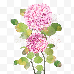 粉色水粉绣球花花丛清新小花朵