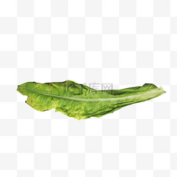 厨余垃圾油麦菜叶