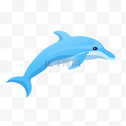 海豚驯养图片_蓝色海豚动物