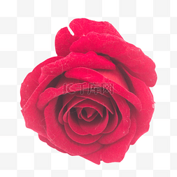 红色漂亮玫瑰花
