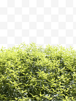 绿树叶子图片_绿树植物