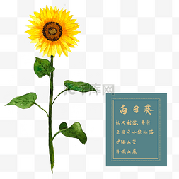 向日葵花朵水彩图片_向日葵花类中草药水彩植物花卉