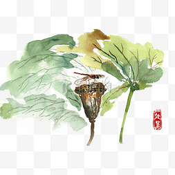 处暑莲蓬与蜻蜓