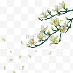 树枝装饰图案图片_手绘玉兰花枝头花瓣装饰图案