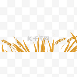 秋季稻田稻子