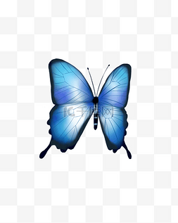 蝴蝶蓝色手绘写实