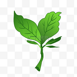 茶树插画图片_绿色的茶树叶子插画