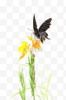 黑色蝴蝶与黄花