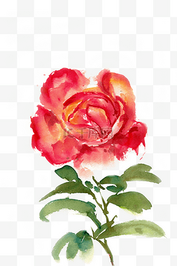 水彩画红色玫瑰花