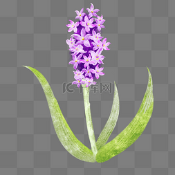紫色风信子植物