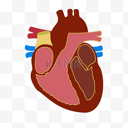 插画心脏图片_人体器官泵室插画
