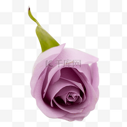 紫玫瑰植物花朵鲜切花摄影实物