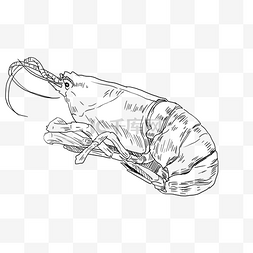 水产海鲜图片_线描海鲜小龙虾