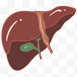 肝脏器官卡通插画
