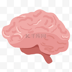 人体器官大脑