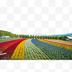 农场风景图片_北海道富良野农场的花海