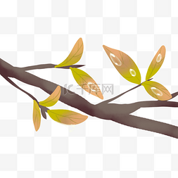 白露节气植物图片_二十四节气树枝