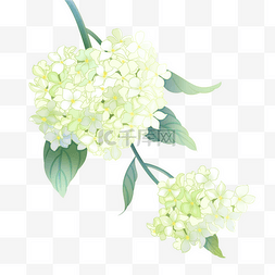 绿色婚礼图片_手绘风格绿色双花绣球花