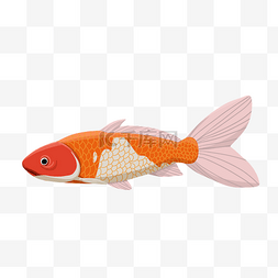 橘红花斑锦鲤鱼