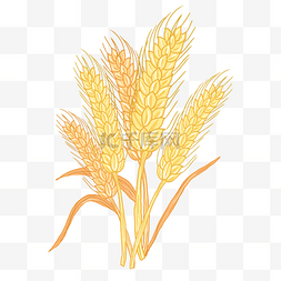 金色麦穗农作物