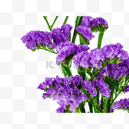 紫色花枝勿忘我