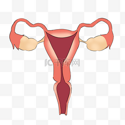 生理生化图片_手绘人体重要功能性器官子宫
