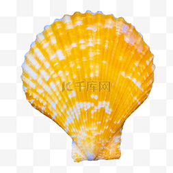 黄色海洋扇贝