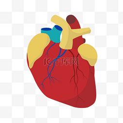 红色心脏器官图片_红色心脏器官插画