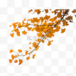 秋天的季节图片_秋天的银杏