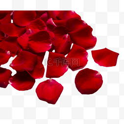 红玫瑰玫瑰花瓣