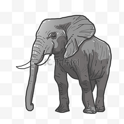 仰头大象图片_野生动物大象