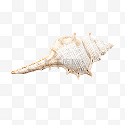 海洋生物白色海螺