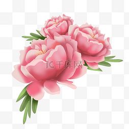 粉色芍药花花朵