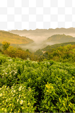 花云海图片_云海菊花和山峰