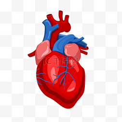 人体器官血管图片_红色心脏