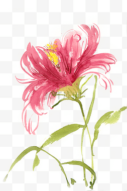 花绘画图片_水彩花卉绽放的花朵