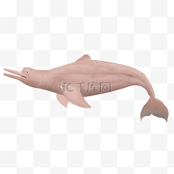 亚河豚海洋动物插画