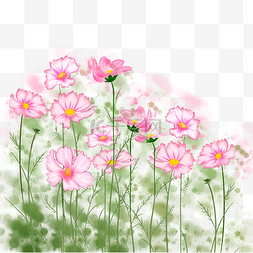 粉红色花朵波斯菊田