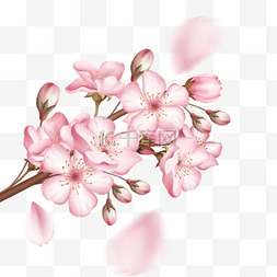 一丛盛开的粉色樱花和花苞