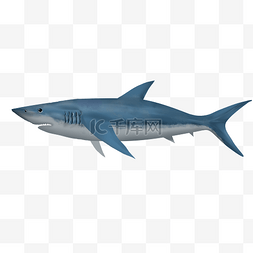海底动物图片图片_海底动物鲸鱼插画