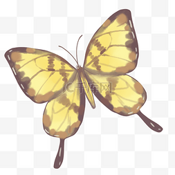 黄色美丽蝴蝶